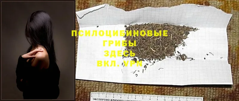 Галлюциногенные грибы Magic Shrooms  Кингисепп 